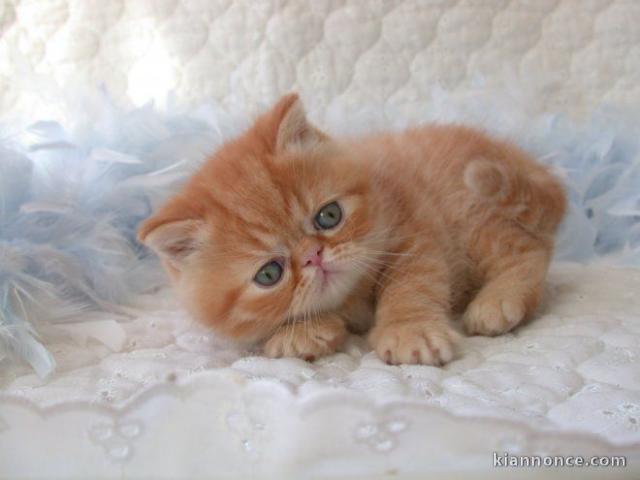  Chatons exotic shorthair