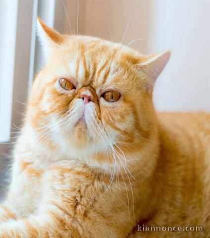 Chatons exotic shorthair