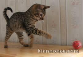 Chaton Bengal beaux pour famille