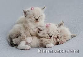  Chatons Ragdoll pour famille