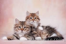 Chatons femelles persans