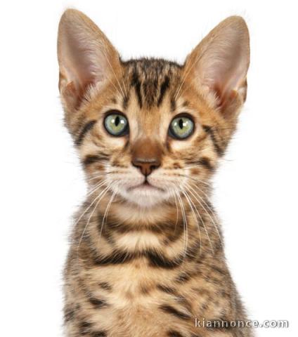  Chaton Bengal pour famille