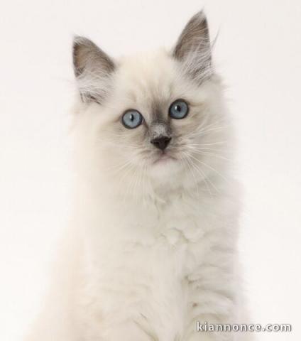 Chatons Ragdoll disponible