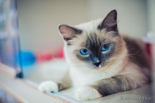 Chatons Ragdoll disponible