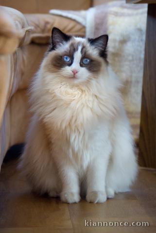  Chatons Ragdoll beaux