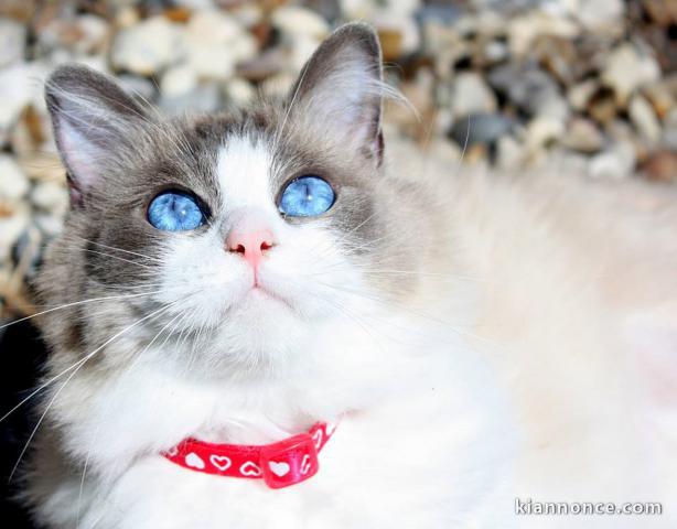 Chatons Ragdoll disponible