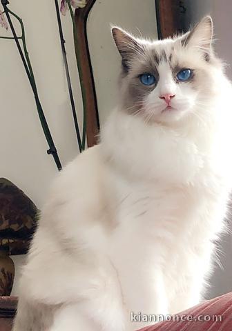 Chatons Ragdoll disponible