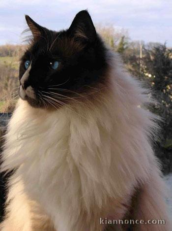 Chatons Ragdoll pour famille