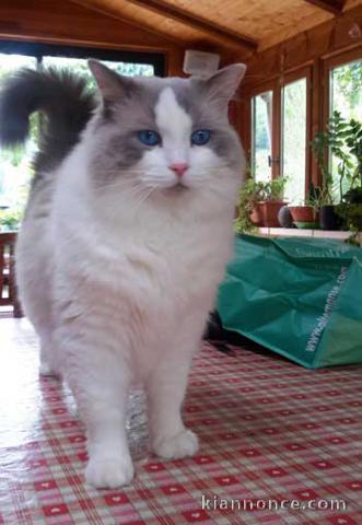 Chatons Ragdoll de compagnie