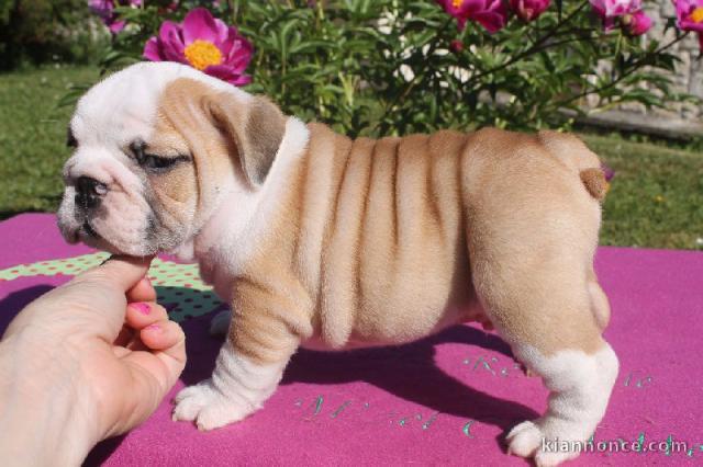 Adorables chiots Bulldog Anglais pure race