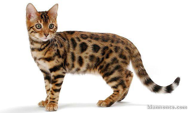 Magnifique chaton bengal