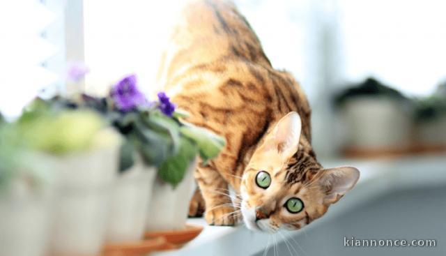 Magnifique chaton bengal