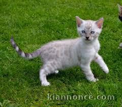 Magnifique chaton bengal