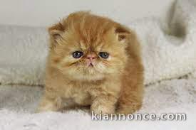 Chatons exotic shorthair