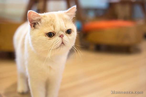 Chatons exotic shorthair