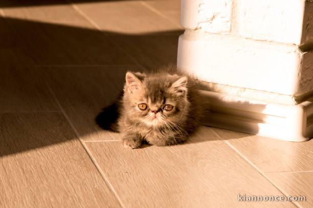 Chatons exotic shorthair