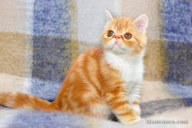 Chatons exotic shorthair