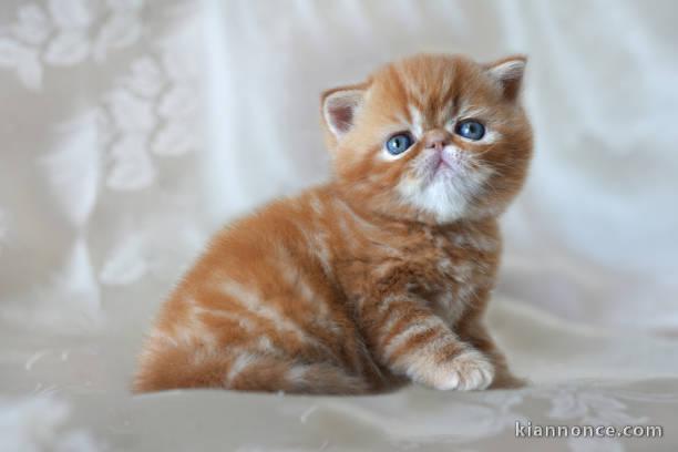 Chatons exotic shorthair