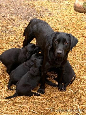 chiots labrador adorable