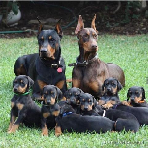 Chiots Dobermann Adoption