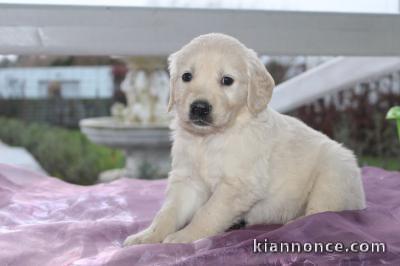  Donne chiot type Golden Retriever