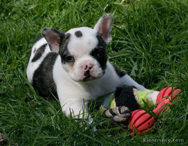 Chiot bouledogue français femelle à donner Pour Noel