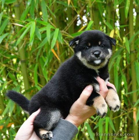 Chiot shiba inu a donner