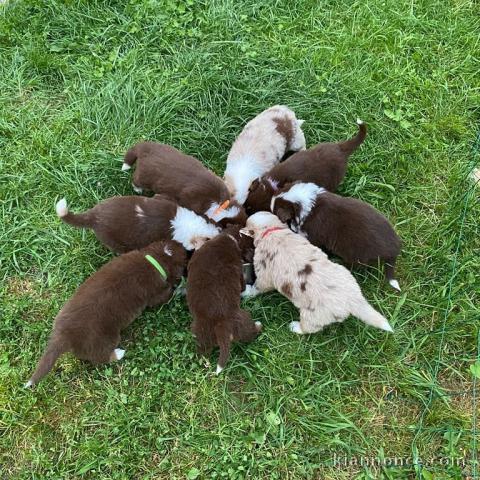 Magnifique Chiots Berger Australien