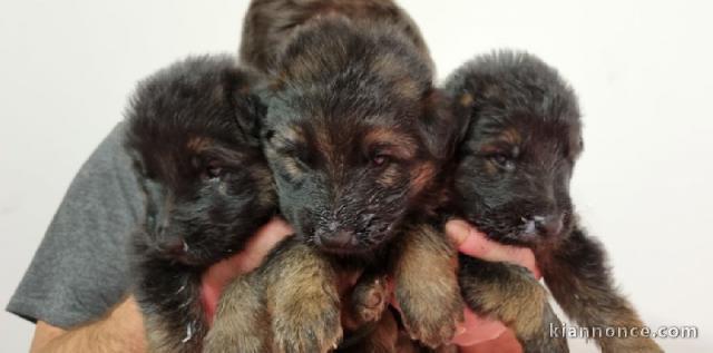 chiots berger allemand poil long