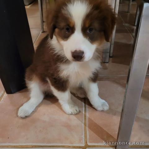 Magnifique Chiots Berger Australien Disponible