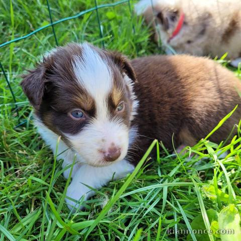 Magnifique Chiots Berger Australien Disponible