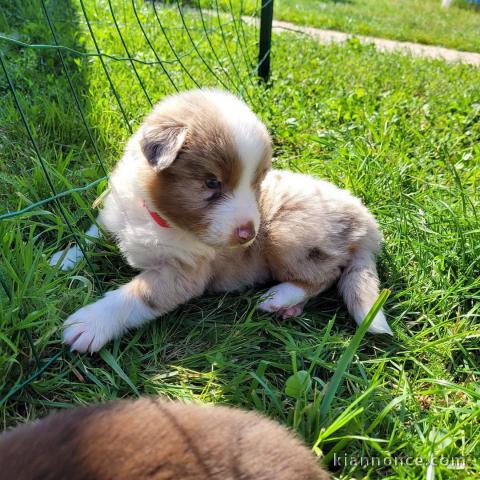 Magnifique Chiots Berger Australien Disponible