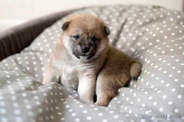 chiot shiba inu trois mois