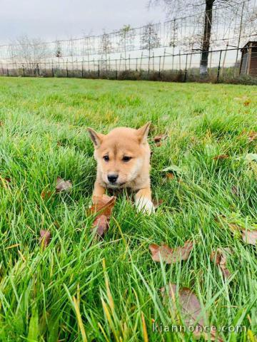 magnifiques chiot shiba inu