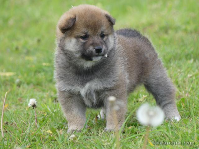 chiot shiba inu trois mois