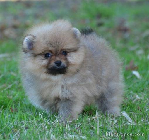 A adopté chiot spitz allemand femelle