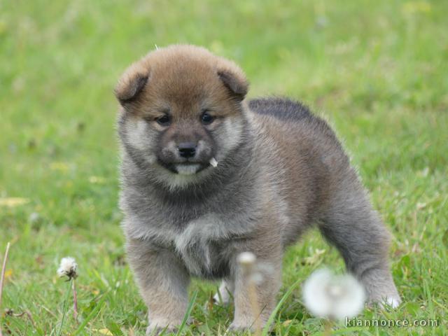 chiot shiba inu trois mois