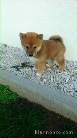 chiot shiba inu trois mois