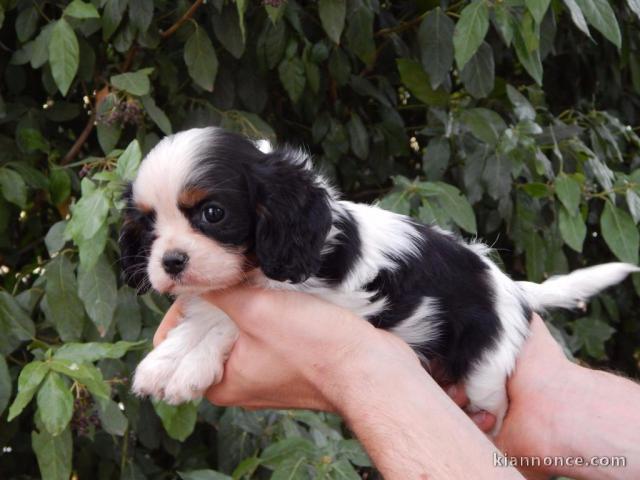 Je donne chiot cavalier king charles femelle