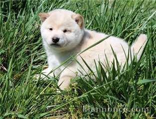 chiot shiba inu trois mois