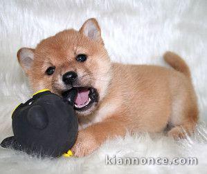 chiot shiba inu trois mois