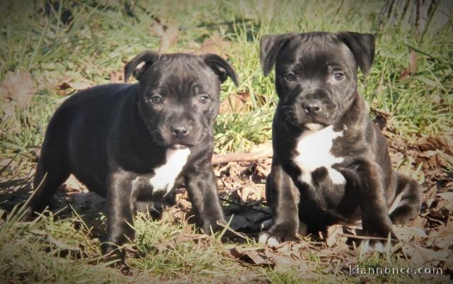 chiots staffordshire bull terrier lof