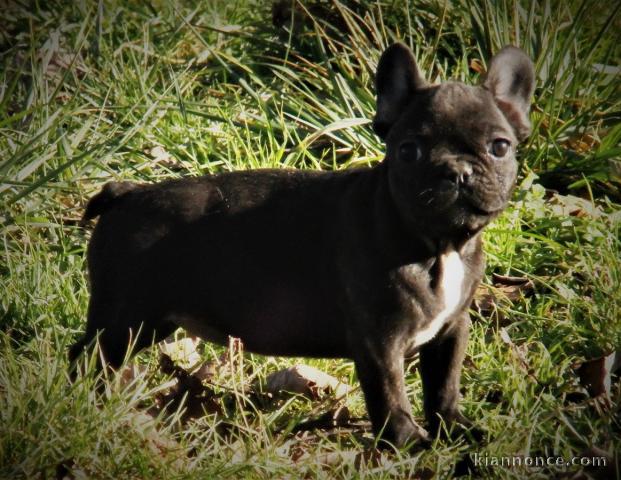 chiots type bouledogue francais