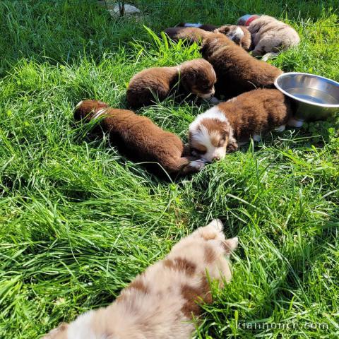 Magnifique Chiots Berger Australien Disponible