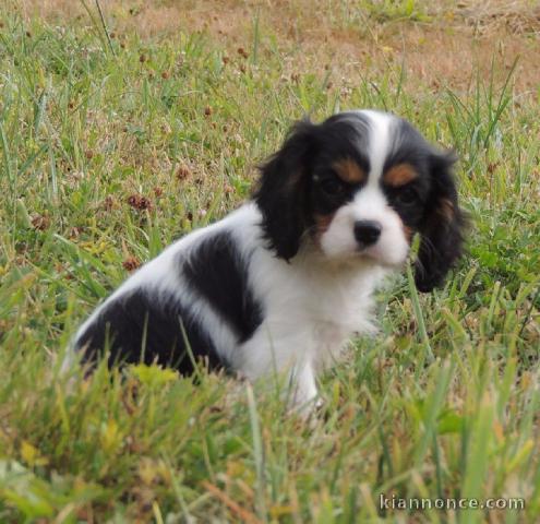 Donne femelle chiot cavalier king charles Spaniel