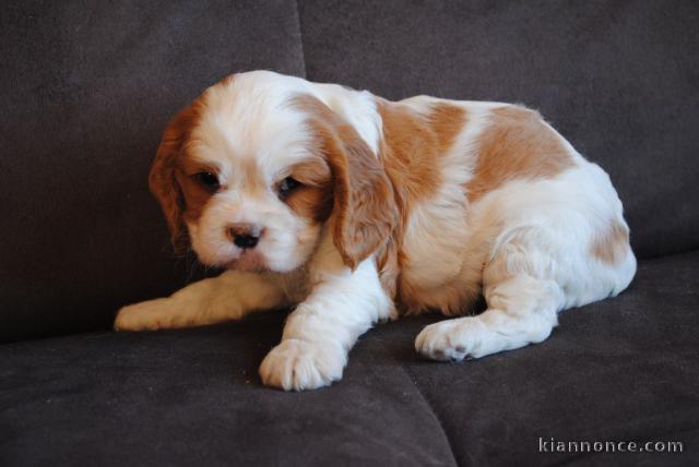 Donne femelle chiot cavalier king charles Spaniel