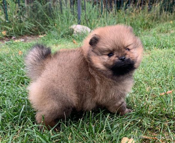 A adopté chiot spitz allemand femelle