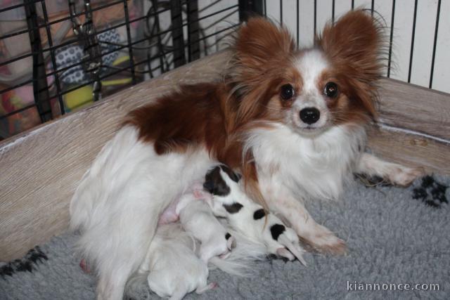 Chiots Epagneul nain Continental (Papillon)