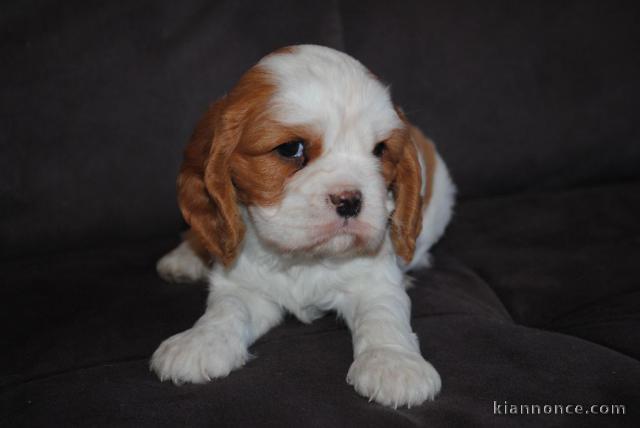 Donne femelle chiot cavalier king charles Spaniel