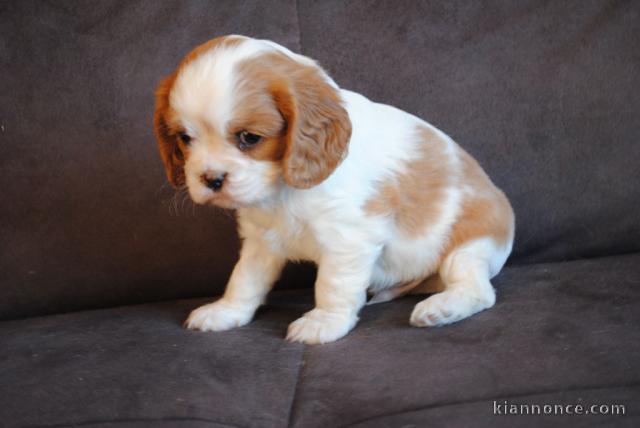 Donne femelle chiot cavalier king charles Spaniel